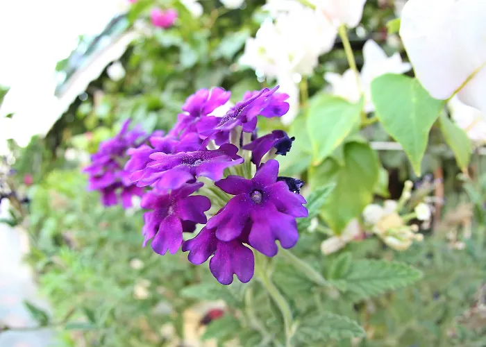 ホテル ドスト マルマリス